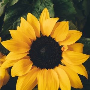 Meet your Posher, Irene